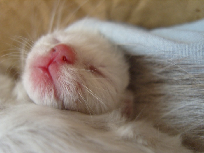 gros plan bebe chat